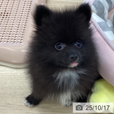 ポメラニアンの写真