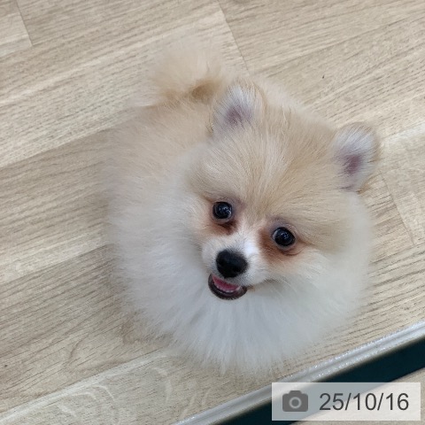 ポメラニアンの写真