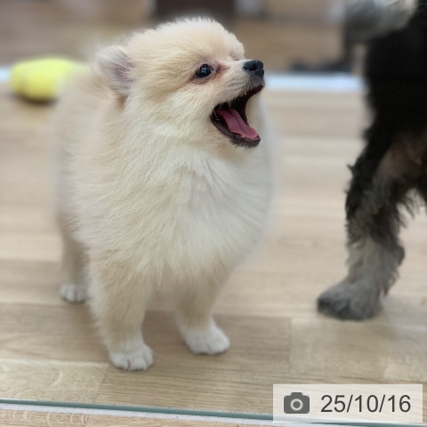ポメラニアンの写真