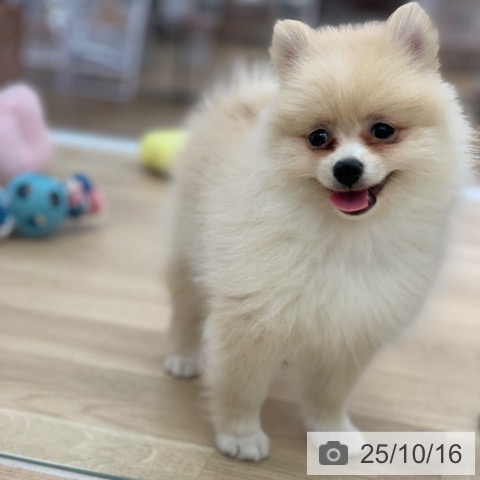 ポメラニアンの写真