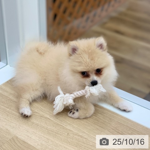 ポメラニアンの写真