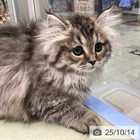 サイベリアンの写真