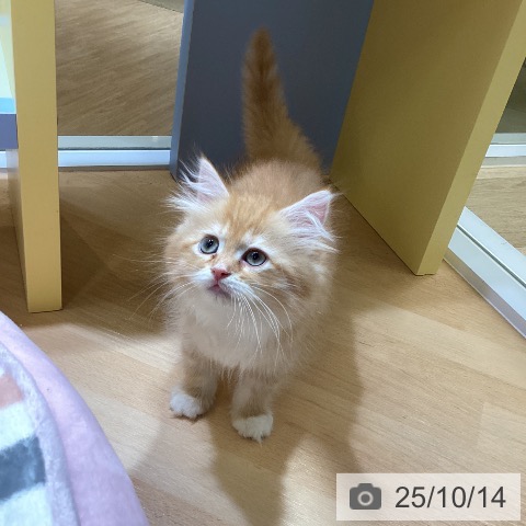 サイベリアンの写真