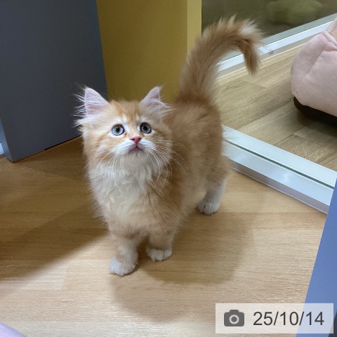 サイベリアンの写真