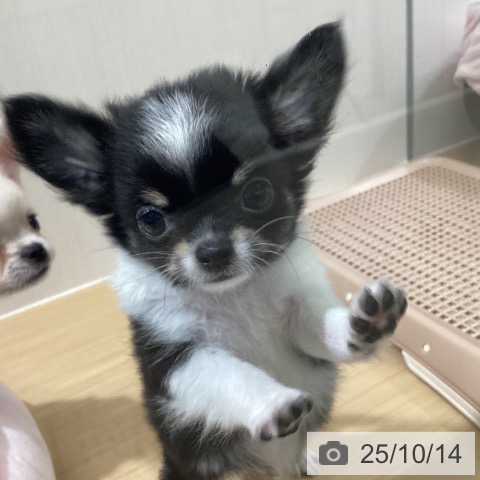 チワワの写真