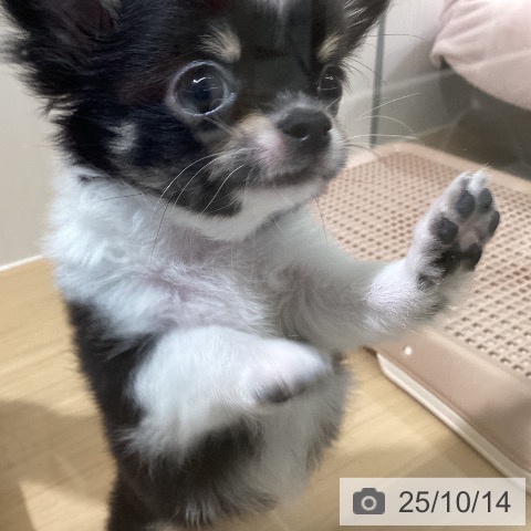 チワワの写真