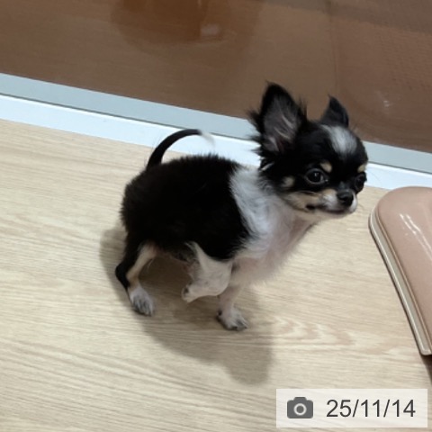 チワワの写真