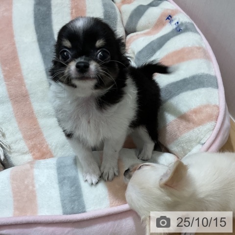 チワワの写真