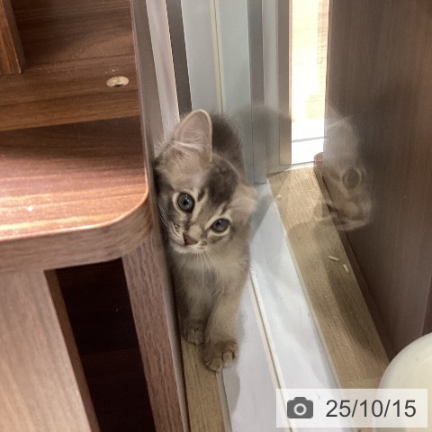 ソマリの写真