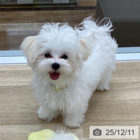 愛知県のマルチーズ (ペットプラス 千音寺店/2025年8月11日生まれ/男の子/ホワイト)の子犬の4枚目の画像