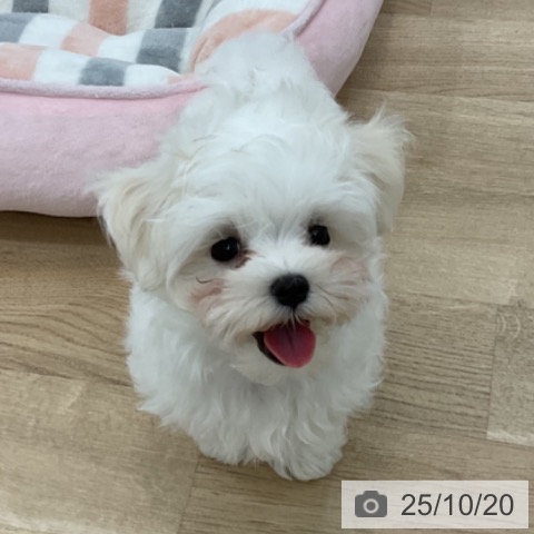 愛知県のマルチーズ (ペットプラス 千音寺店/2025年8月11日生まれ/男の子/ホワイト)の子犬の3枚目の画像