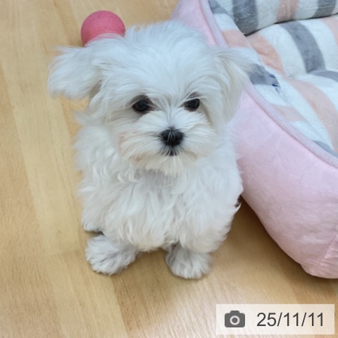 三重県のマルチーズ (ペッツワン 桑名店/2025年8月11日生まれ/男の子/ホワイト)の子犬の4枚目の画像