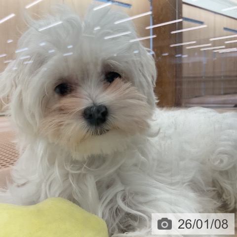 三重県のマルチーズ (ペッツワン 桑名店/2025年8月11日生まれ/男の子/ホワイト)の子犬の4枚目の画像