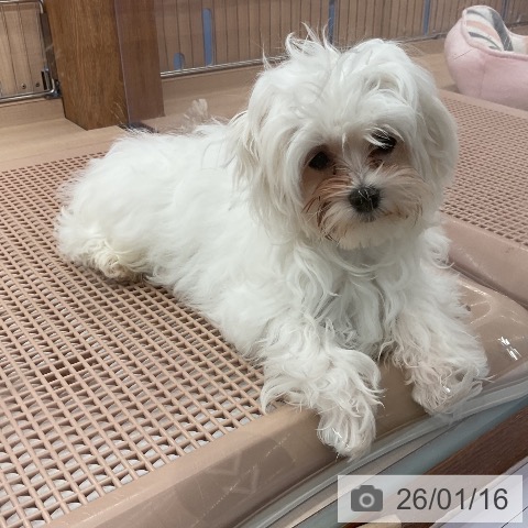三重県のマルチーズ (ペッツワン 桑名店/2025年8月11日生まれ/男の子/ホワイト)の子犬の4枚目の画像