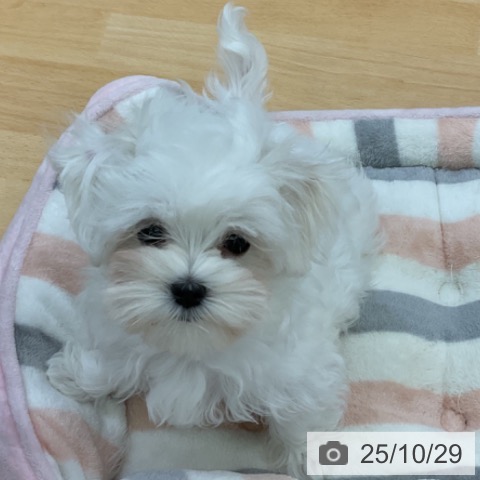 三重県のマルチーズ (ペッツワン 桑名店/2025年8月11日生まれ/男の子/ホワイト)の子犬の3枚目の画像