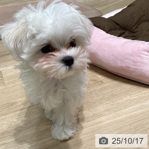 マルチーズの写真