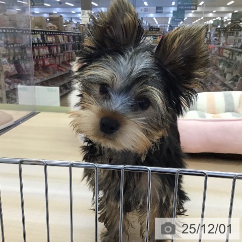 ヨークシャー・テリアの写真