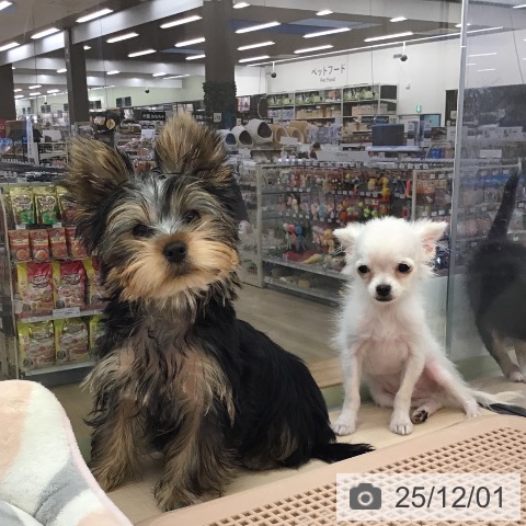 ヨークシャー・テリアの写真