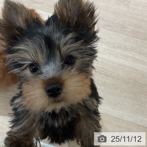 ヨークシャー・テリアの写真