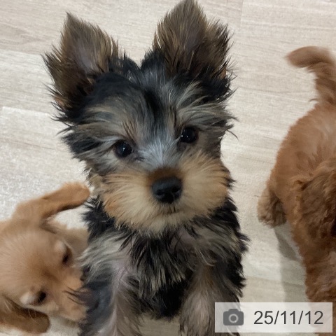 三重県のヨークシャーテリア (ペッツワン 桑名店/2025年8月12日生まれ/男の子/ダークスチールブルータン)の子犬の4枚目の画像