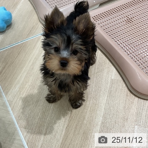 三重県のヨークシャーテリア (ペッツワン 桑名店/2025年8月12日生まれ/男の子/ダークスチールブルータン)の子犬の3枚目の画像