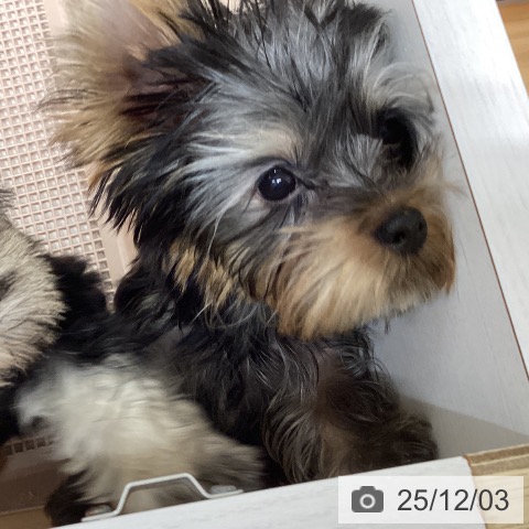 ヨークシャー・テリアの写真