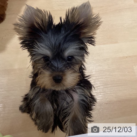 ヨークシャー・テリアの写真