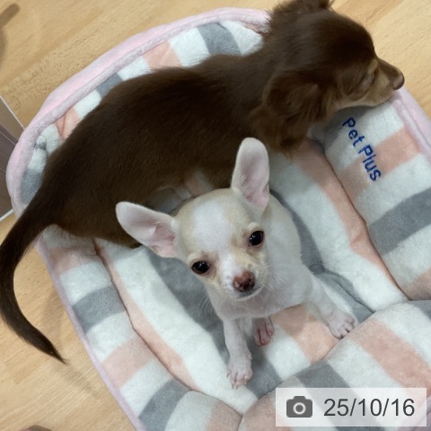 チワワの写真