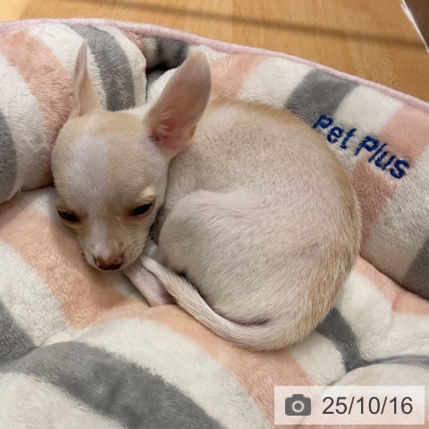 チワワの写真