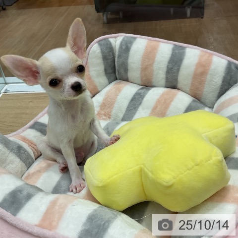 チワワの写真