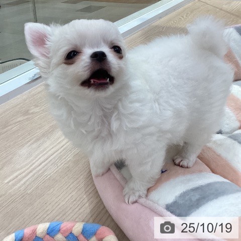 愛知県のチワワ(ロング) (ペットプラス 豊橋牧野店/2025年8月14日生まれ/男の子/ホワイトクリーム)の子犬の4枚目の画像