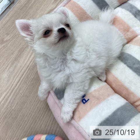 愛知県のチワワ(ロング) (ペットプラス 豊橋牧野店/2025年8月14日生まれ/男の子/ホワイトクリーム)の子犬の3枚目の画像