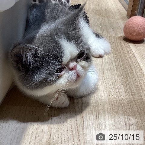エキゾチックの写真
