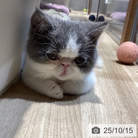 エキゾチックの写真