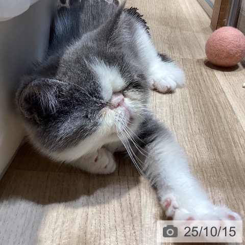 エキゾチックの写真