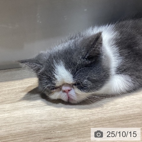 エキゾチックの写真