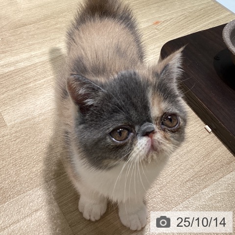 エキゾチックの写真