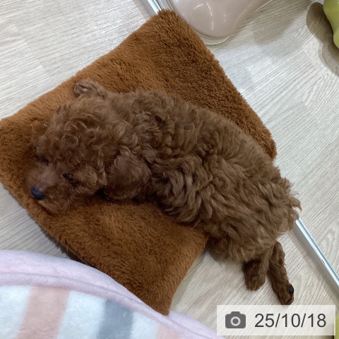 トイ・プードルの写真