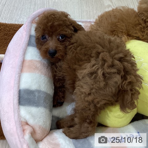 トイ・プードルの写真