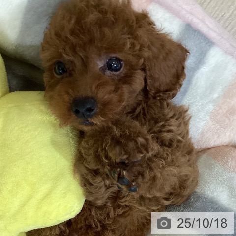 トイ・プードルの写真