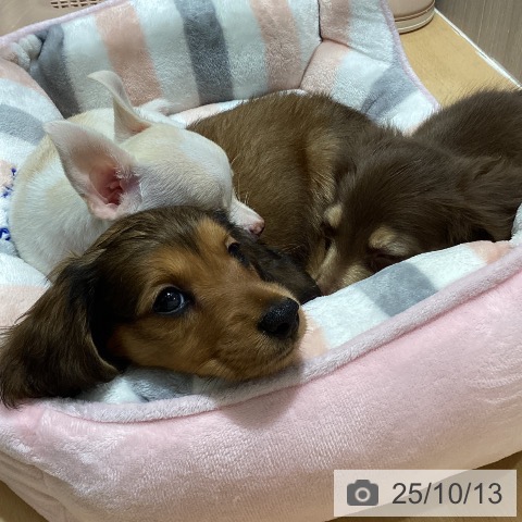 ミニチュア・ダックスフンドの写真