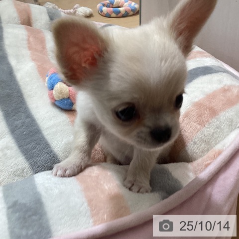 チワワの写真