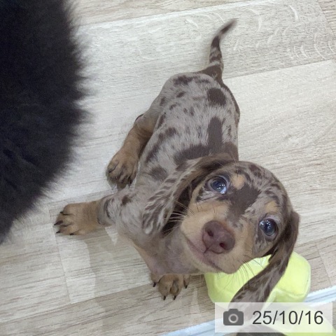 ミニチュア・ダックスフンドの写真