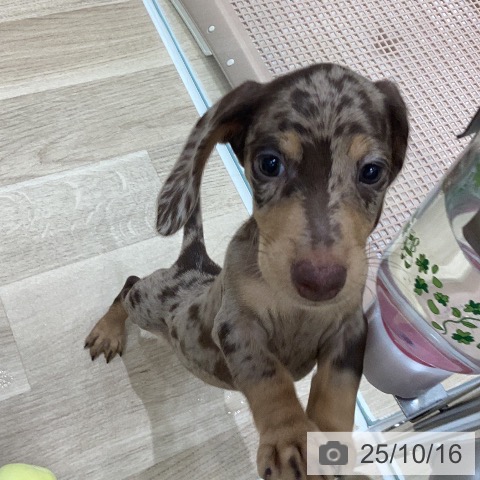 ミニチュア・ダックスフンドの写真