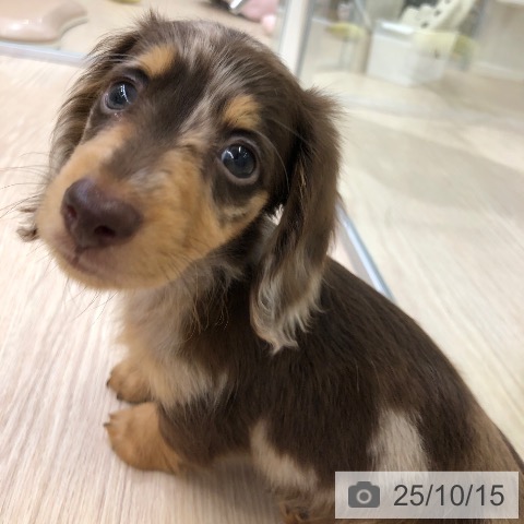 ミニチュア・ダックスフンドの写真
