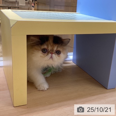 エキゾチックの写真