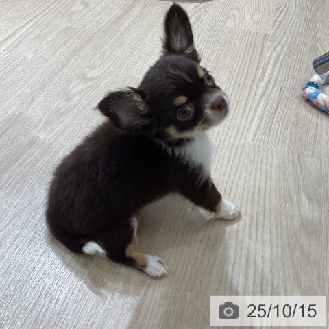 石川県のチワワ(ロング) (ペットプラス かほく店/2025年8月15日生まれ/男の子/チョコレートタンホワイト)の子犬の3枚目の画像