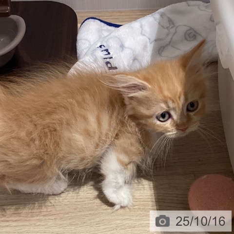 ミヌエットの写真