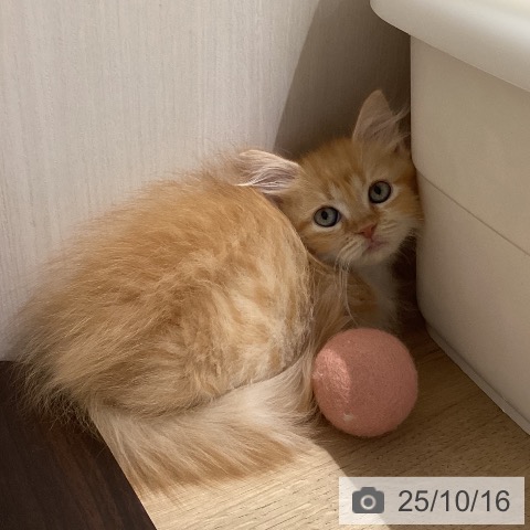 ミヌエットの写真