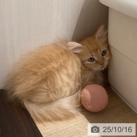 ミヌエットの写真